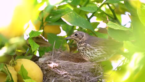 Echte-Drossel-Im-Nest-Mit-Eiern-Füttern-Babys