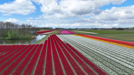 Volando-Sobre-Campos-De-Tulipanes-En-Holanda-En-Primavera