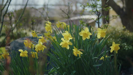 Narcisos-Dorados-En-Un-Cálido-Y-Soleado-Jardín.