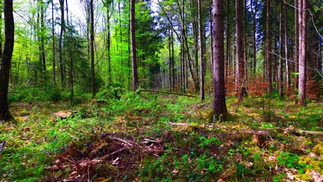 Dense-Spring-Forest-with-Vibrant-Undergrowth