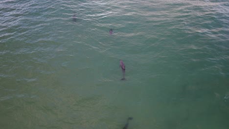 Cook-Island-Aquatic-Reserve---Humpback-Whales-Wildlife-Scene---New-South-Wales,-Australia