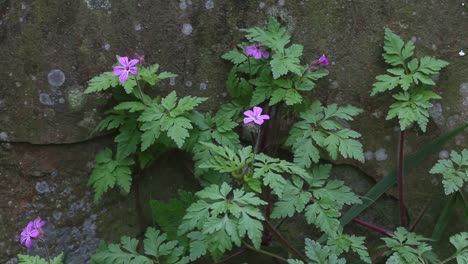 Herb-Robert,-Geranium-robertianium,-growing-by-gravestone-in-early-Spring