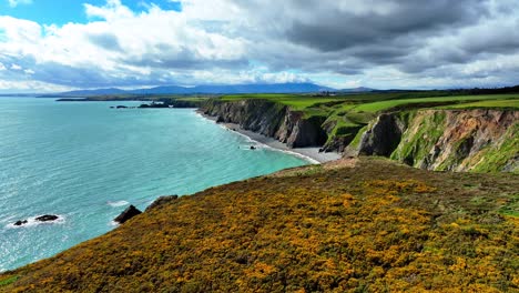 Drohne-Fliegt-über-Gelb-Bedeckte-Landzunge-Zu-Langen-Klippen-Und-Einem-Einsamen-Strand-Mit-Wolkenbedeckten-Bergen,-Waterford,-Irland