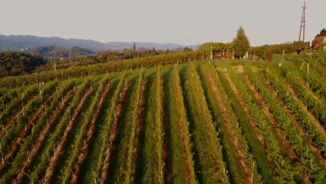 Weinrebenfeld-In-Der-Steiermark,-Österreich,-Drohnenaufnahme