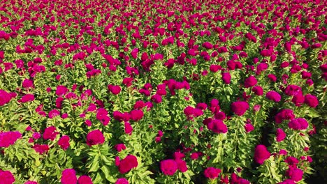 Aerial-push-in-footage-of-a-velvet-flower-crop