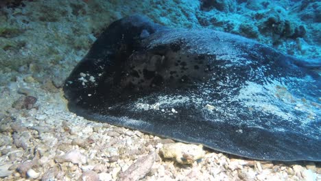 Black-spotted-stingray-lying-on-sand-in-Mauritius-Island