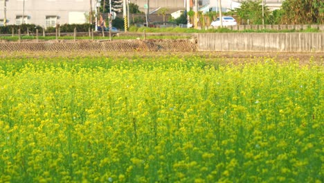 Die-Malerische-Landschaft,-Leuchtend-Goldene-Rapsblüten,-Die-In-Der-Sommerbrise-Wiegen,-Begleitet-Von-Flatternden-Schmetterlingen-Und-Summenden-Bienen,-Während-Autos-Auf-Der-Landstraße-Entlangfahren