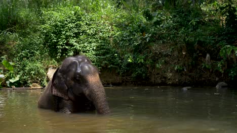 Slow-motion-SLR-landscape-shot-of-Asian-Elephant-animal-sitting-bathing-in-river-near-rainforest-jungle-Millennium-Foundation-Samaragiri-Sri-Lanka-Asia