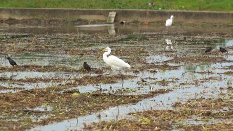 Great-egret-spotted-walking-on-the-agricultural-farmlands,-wading-and-foraging-for-fallen-crops-and-insect-preys-on-the-harvested-paddy-fields,-close-up-shot