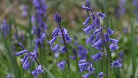 Closeup-of-Bluebells,-Hyacinthoides-non-scripta,-growing-on-woodland-floor