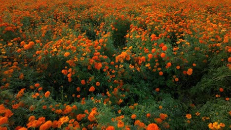 Push-in-aerial-video-of-a-cempasúchil-flower-crop-in-Atlixco,-México