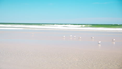 Small-Birds-Run-Across-Beach-Sand-in-Slow-Motion