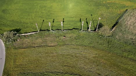 Aveiro's-storks-nesting-atop-poles-in-a-lush-Portuguese-field---aerial