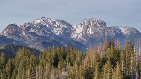 A-captivating-aerial-advance-over-a-beautiful-pine-forest-with-the-imposing-Säntis-mountain-in-the-background