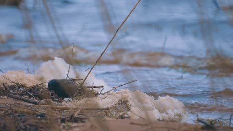 Black-starling-foraging-by-the-lake