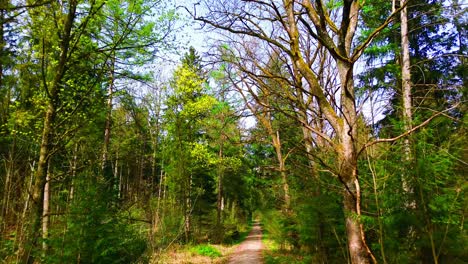 Atractivo-Sendero-Natural-A-Través-Del-Verde-Bosque-Primaveral