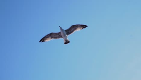 Nahaufnahme-Einer-Möwe,-Die-Hoch-In-Den-Himmel-Schwebt