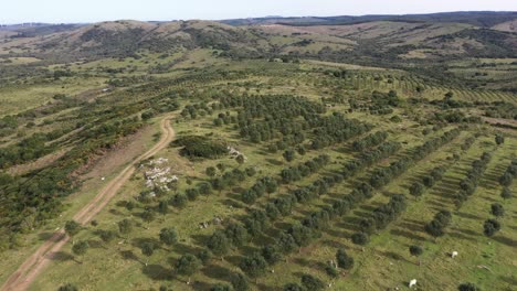 Drone-flying-over-olive-trees-agriculture-farm-in-South-America