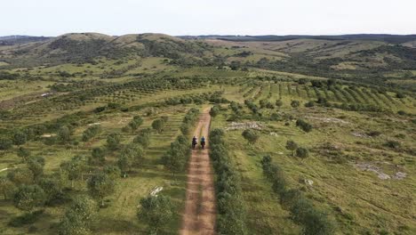 Two-men-on-horseback-riding-through-the-olive-groves,-drone-shot