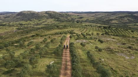 Zwei-Männer-Reiten-Zu-Pferd-Durch-Die-Olivenhaine,-Drohnenaufnahme