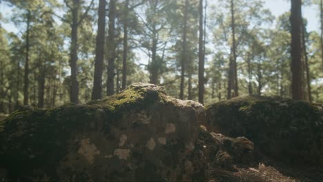 Rocas-De-Bosque-De-Pinos-Y-Suelo-En-El-Parque-Natural-Corona-Forestal-En-Tenerife,-Islas-Canarias-En-Primavera