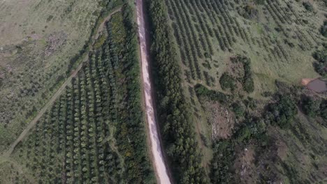 Top-drone-shot-of-a-dirt-road-between-olive-trees-agriculture-farm-in-South-America