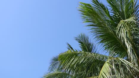 Super-slow-motion-view-of-green-palm-trees-softly-waving-against-blue-sky