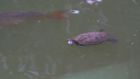 Una-Tortuga-Salvaje-De-Orejas-Rojas,-Rrachemys-Scripta-Elegans,-Vista-Nadando-En-El-Estanque-De-Agua-Dulce-Del-Parque-Urbano,-Primer-Plano