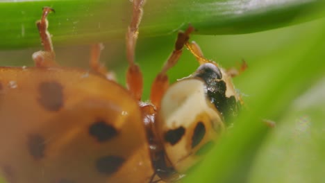 Asian-ladybug-Harmonia-axyridis-hang-upside-down-underneath-plant-stem,-macro