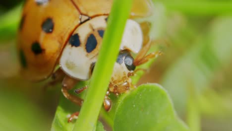 Cute-orange-Asian-lady-beetle-moving-on-green-vegetation,-detailed-macro