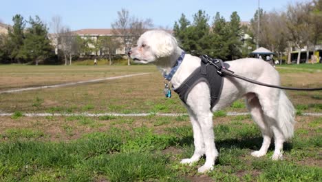 Small-white-maltese-dog-standing-on-green-field-at-park