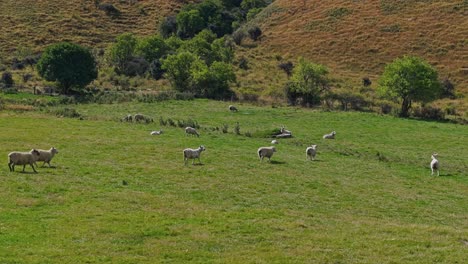 Trucking-pan-across-curious-sheep-grazing-on-grassy-hillside-pasture