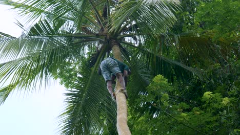 Man-Climbing-On-Coconut-Tree-Using-A-Rope-Tied-On-His-Barefoot