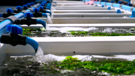 Agua-De-Mar-Que-Fluye-Hacia-Tanques-De-Abulón-De-Fibra-De-Vidrio-Burbujeantes-Llenos-De-Algas