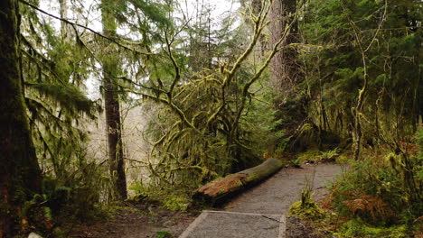 POV-Hiking-Along-Forest-Trail-Path-In-Hoh-Rainforest,-Olympic-National-Park-USA