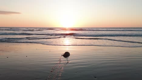 Meeresschildkröte-Vor-Sonnenuntergang