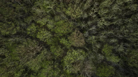 Dosel-De-árboles-Sobre-El-Bosque-Estatal-De-Clark-En-El-Estado-Natural-De-Tennessee,-Estados-Unidos