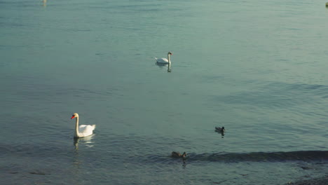 Swans-and-ducks-at-the-lake