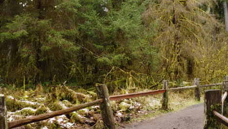 POV-Along-Forest-Path-Limited-By-Wooden-Fence-In-Hoh-Rainforest,-Olympic-National-Park-USA