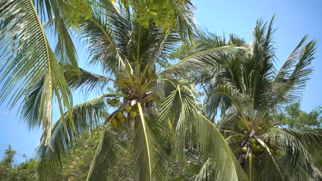 Vista-Cinematográfica-En-Cámara-Lenta-De-Palmeras-Ondeando-Suavemente-En-El-Cielo