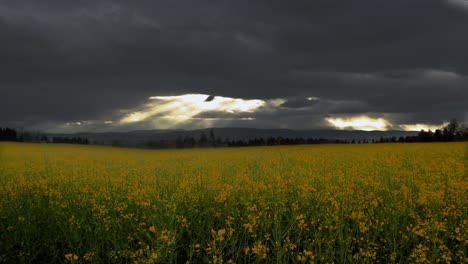 Sonnenlicht-Durchdringt-Dicke-Gewitterwolken,-Während-Rapsblüten-Im-Wind-Wiegen