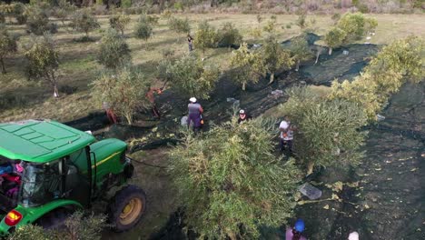 Agricultores-Recogiendo-Aceitunas-Maduras-Recién-Cosechadas-En-Una-Plantación-De-Olivos.