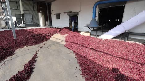 POV-SHOT-Chili-is-being-piled-to-one-side-by-a-worker-with-the-help-of-a-tractor