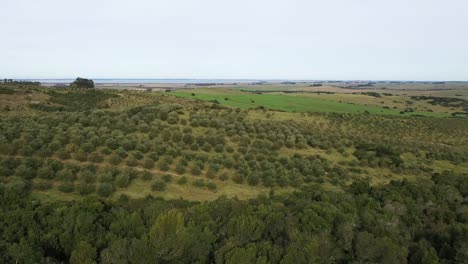 Drone-flying-low-over-olive-trees-agriculture-farm-in-South-America