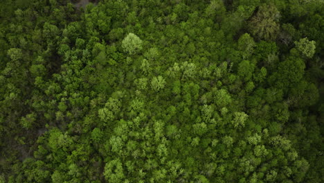 Green-Forest-Trees-In-Spring-Near-Wolf-River-In-Collierville,-Tennessee