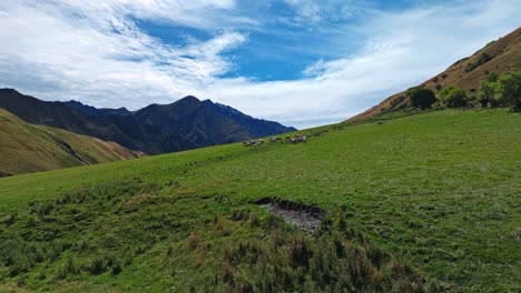 Dolly-tilt-up-to-sheep-grazing-on-hillside-in-Otago-region-New-Zealand