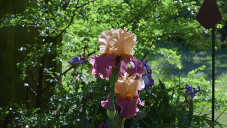 Peach-and-pink-colored-Iris-barbatula-flower-blooms-near-a-wooden-fence-in-a-backyard-garden-during-a-sunny-and-bright-spring-afternoon