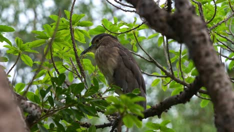 Nocturnal-bird-species,-a-black-crowned-night-heron,-nycticorax-nycticorax-perched-on-tree-branch,-resting-under-the-canopy-during-the-day-at-the-park,-close-up-shot