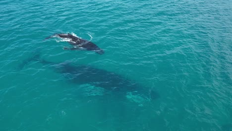 Ballena-Jorobada-Con-Cría-Respirando-En-La-Superficie-Del-Agua-En-El-Océano,-Aérea