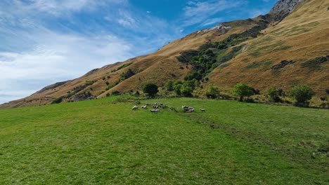 Drone-Orbita-Alrededor-De-Un-Rebaño-De-Ovejas-Reunidas-En-La-Base-De-Una-Montaña-En-Otago,-Nueva-Zelanda